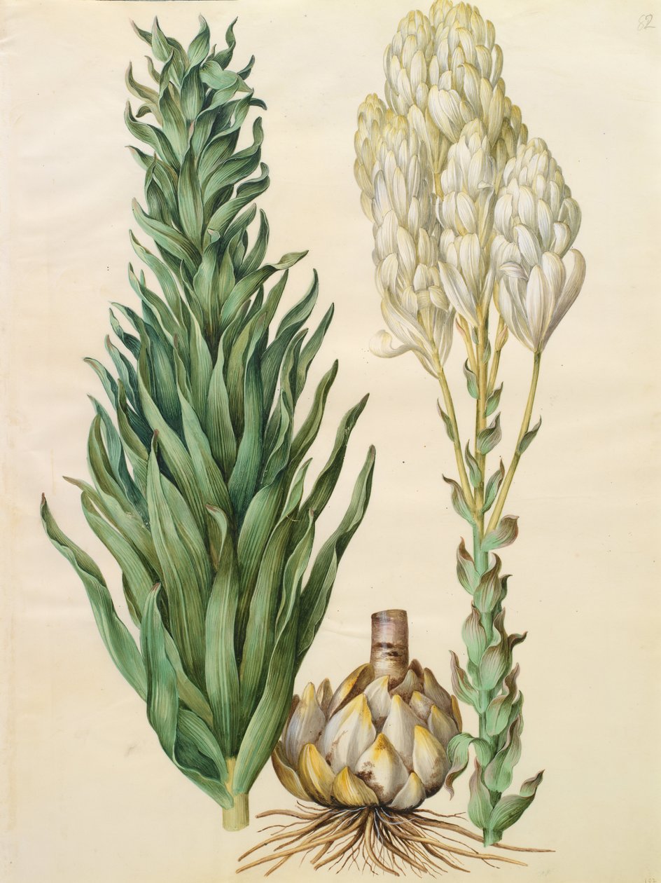 Lilium monstruosa de Johannes Simon Holtzbecher
