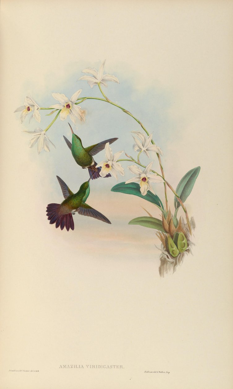 Amazilia viridigaster de John Gould