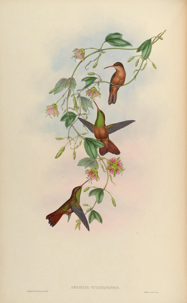 Amazilia yucatanensis de John Gould