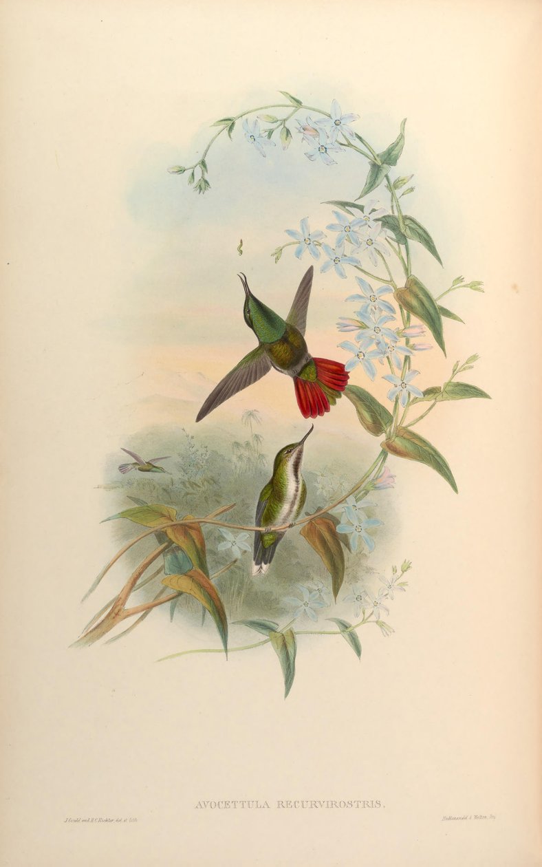 Avocettula recurvirostris de John Gould