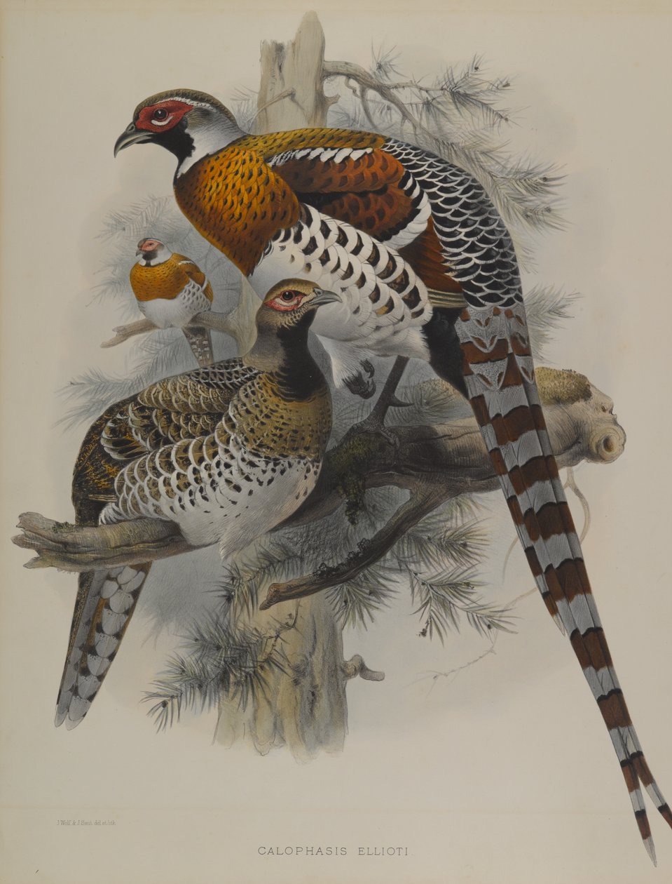 Calophasis Ellioti de John Gould