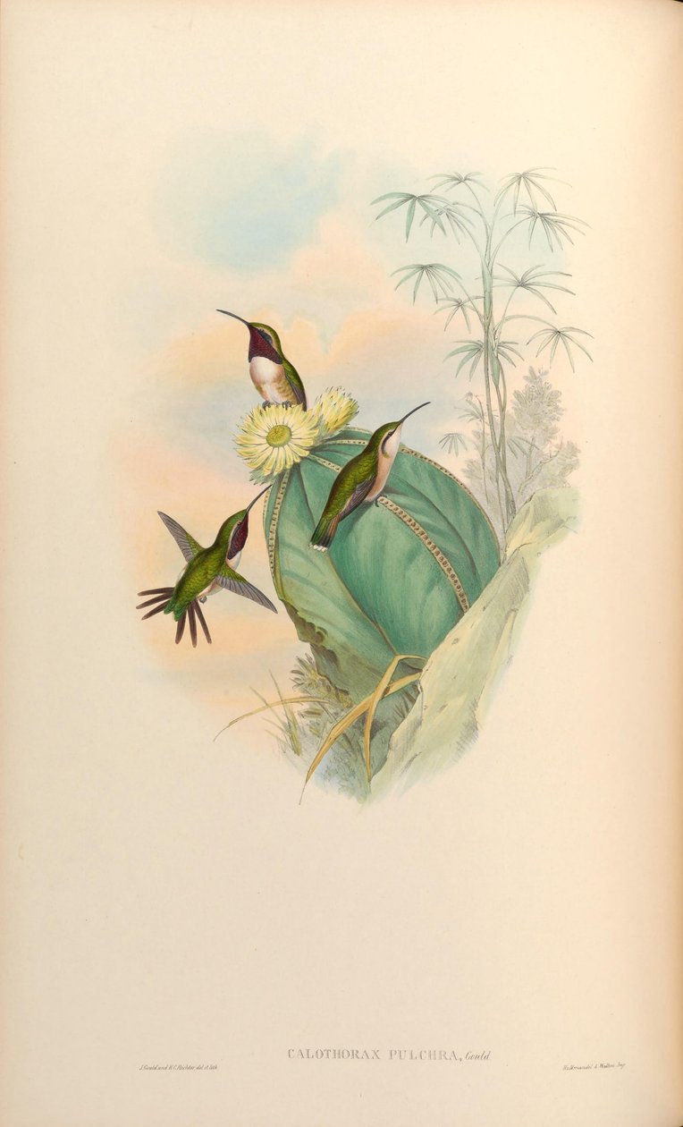 Calothorax bonita de John Gould