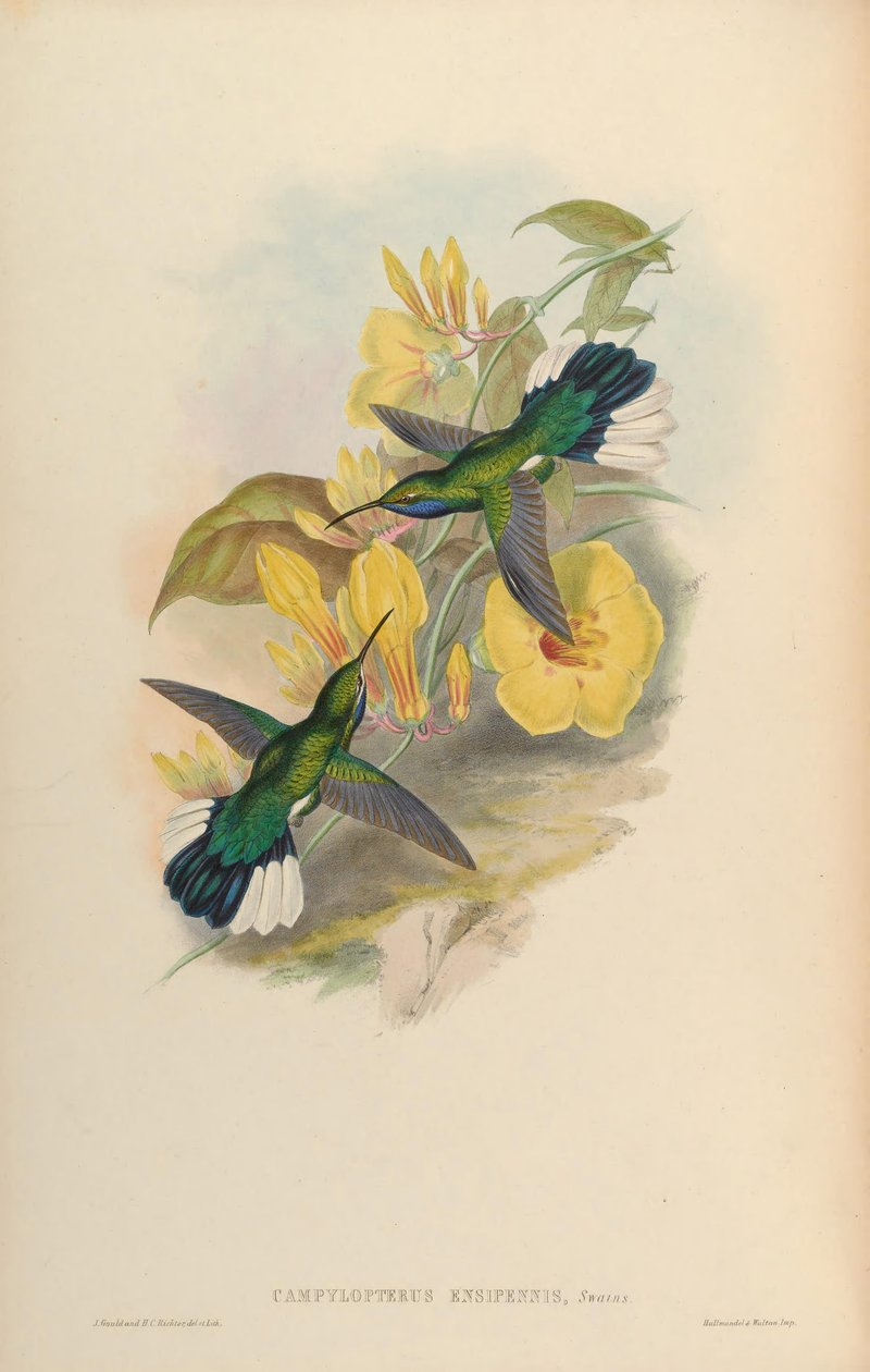 Campylopterus ensipennis de John Gould