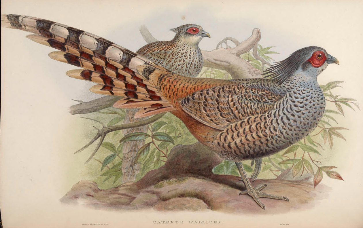 Wallichi do Catreus de John Gould