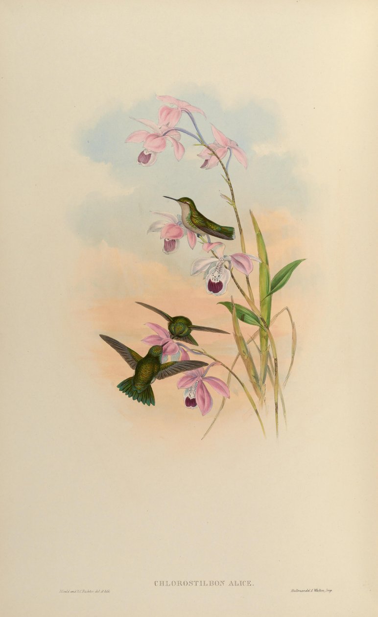 Chlorostilbon alice de John Gould