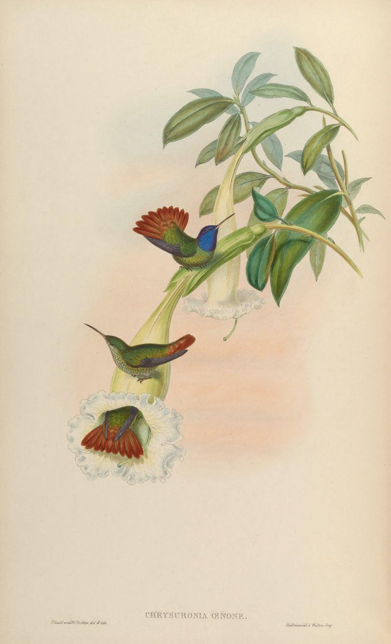 Chrysuronia oenone de John Gould