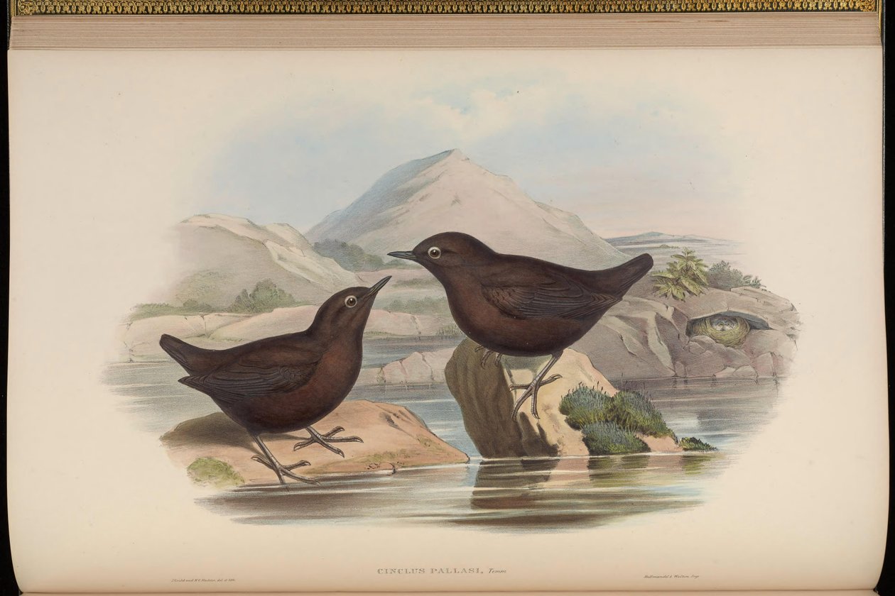Cinclus pallasii de John Gould