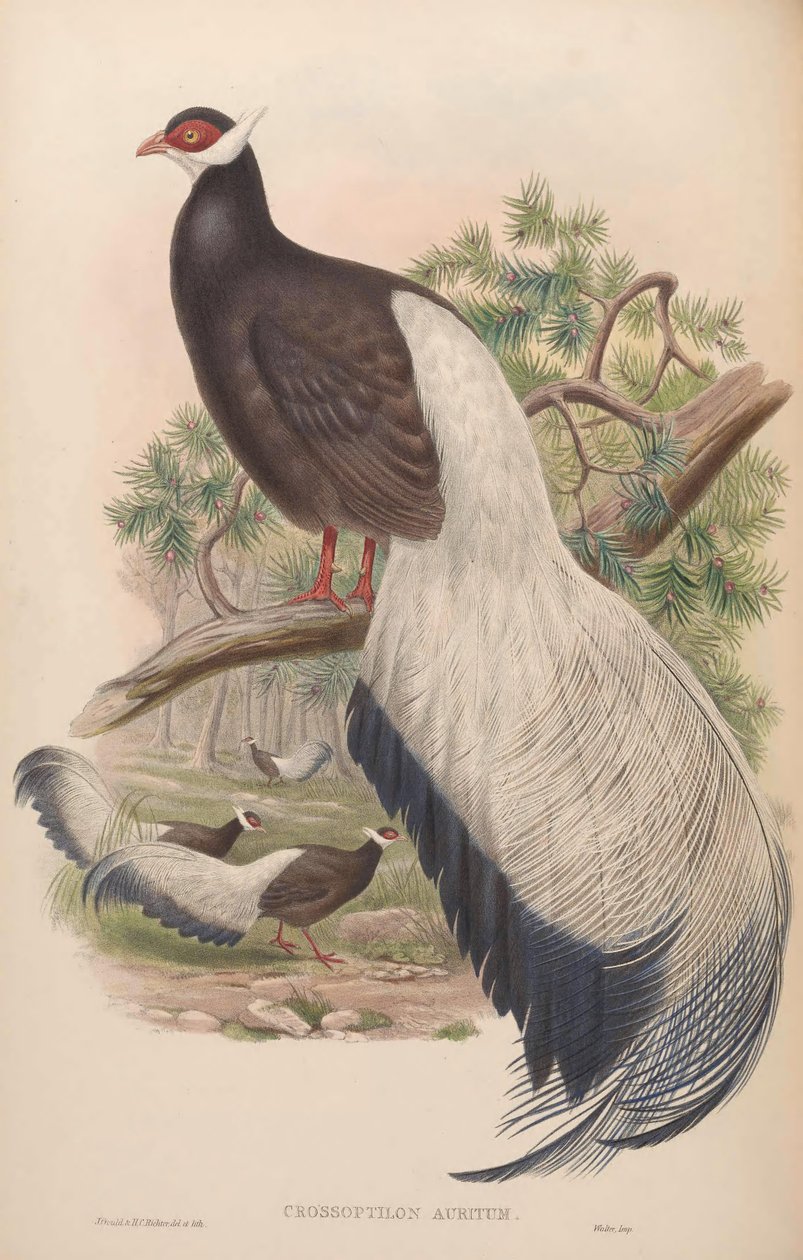 Crossoptilon auritum de John Gould