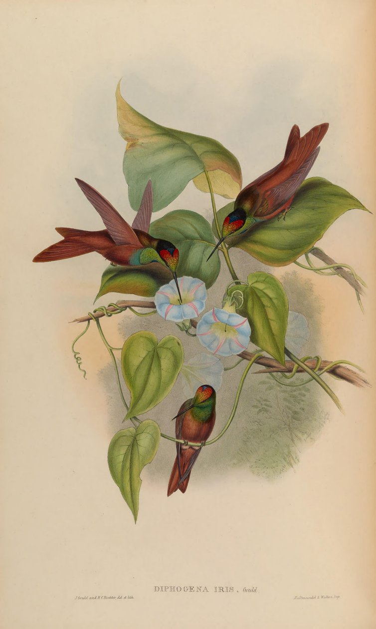 Íris diphogena de John Gould