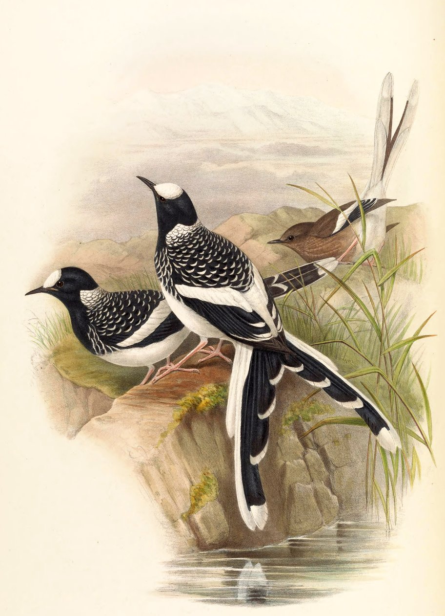 Enicurus maculatus de John Gould