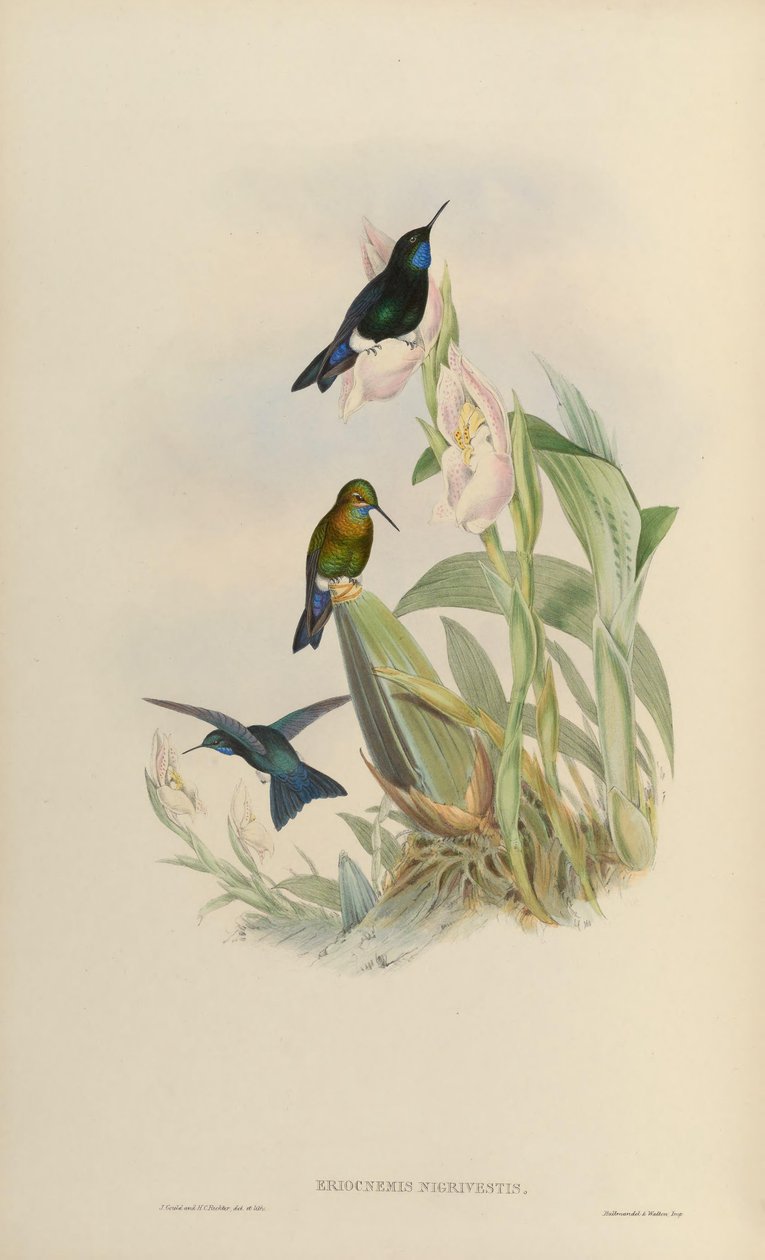 Eriocnemis nigrivestis de John Gould
