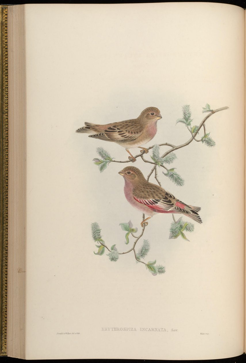 Erythrospiza incarnata = Buccaneers mongóis [2] de John Gould