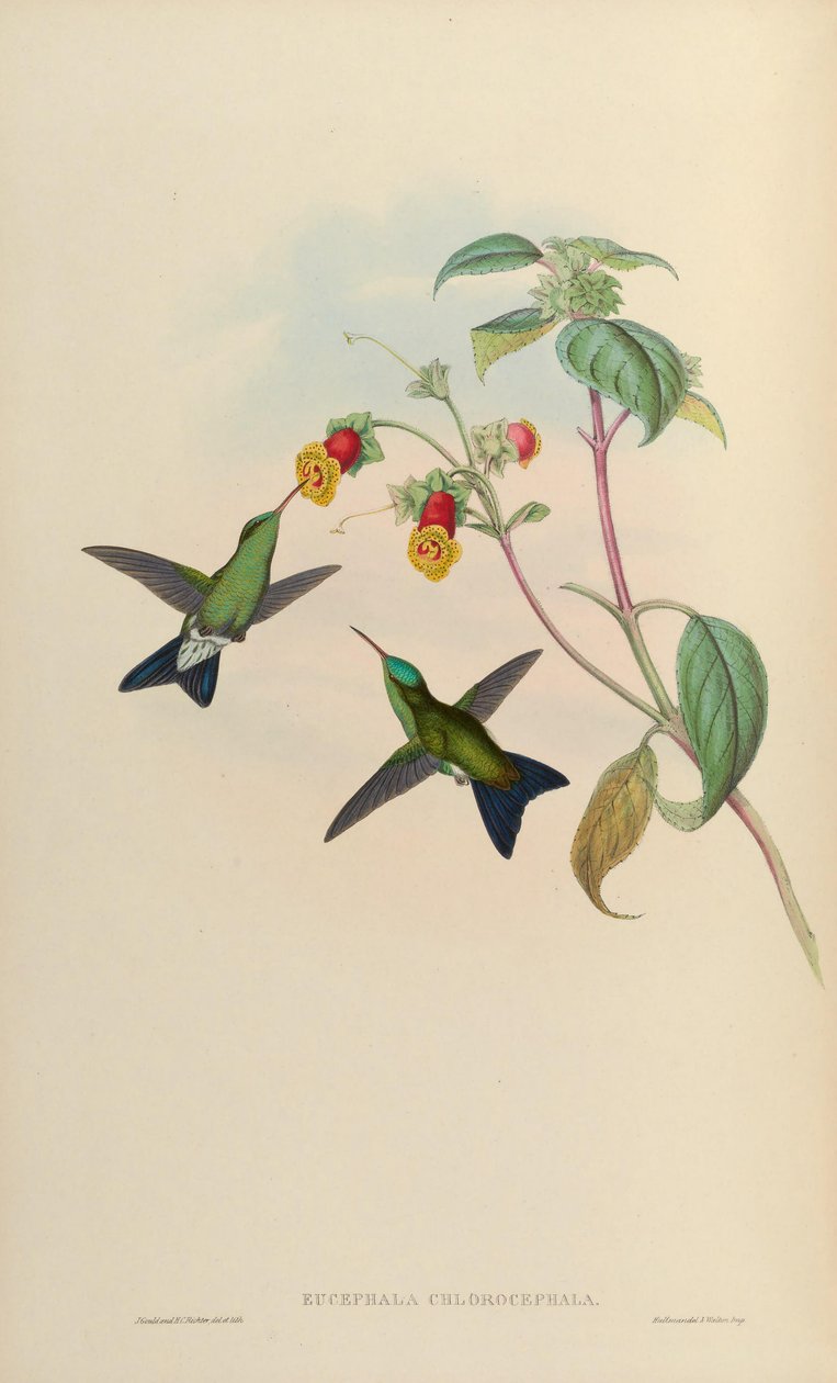 Eucephala chlorocephala = de John Gould