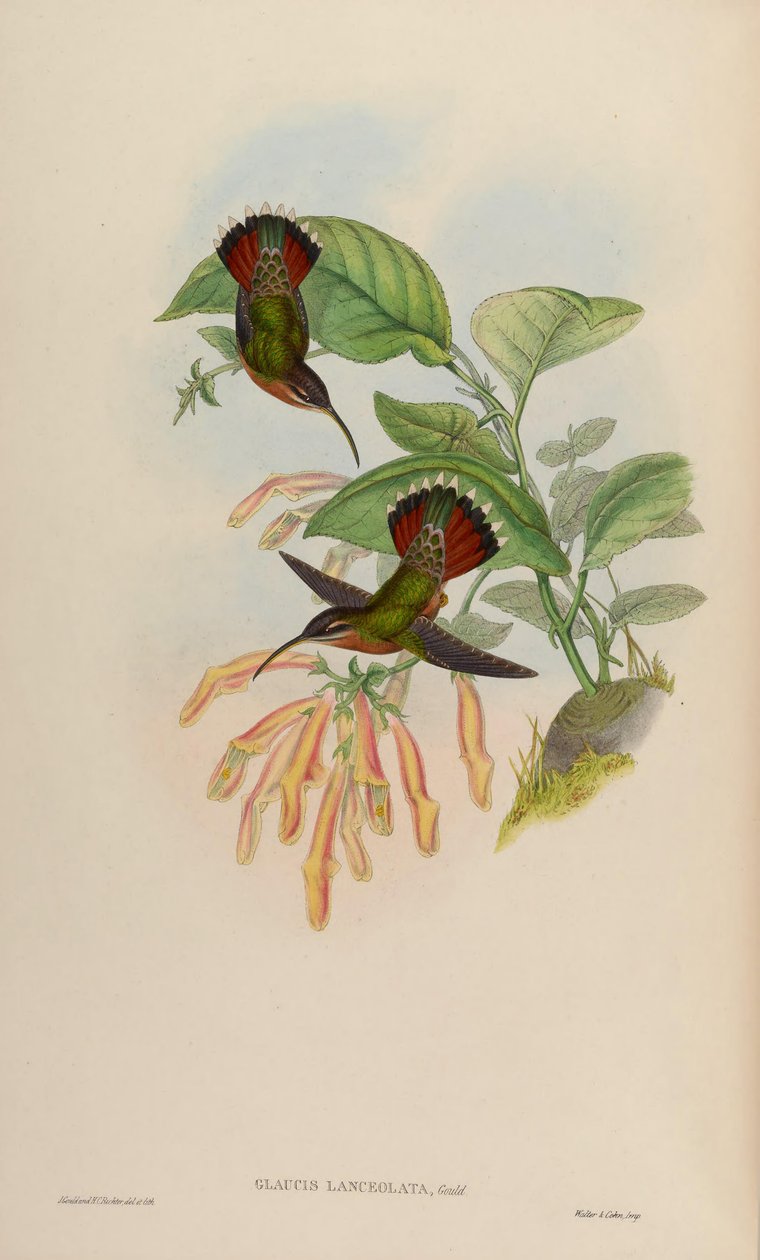 Glaucis lanceolata de John Gould