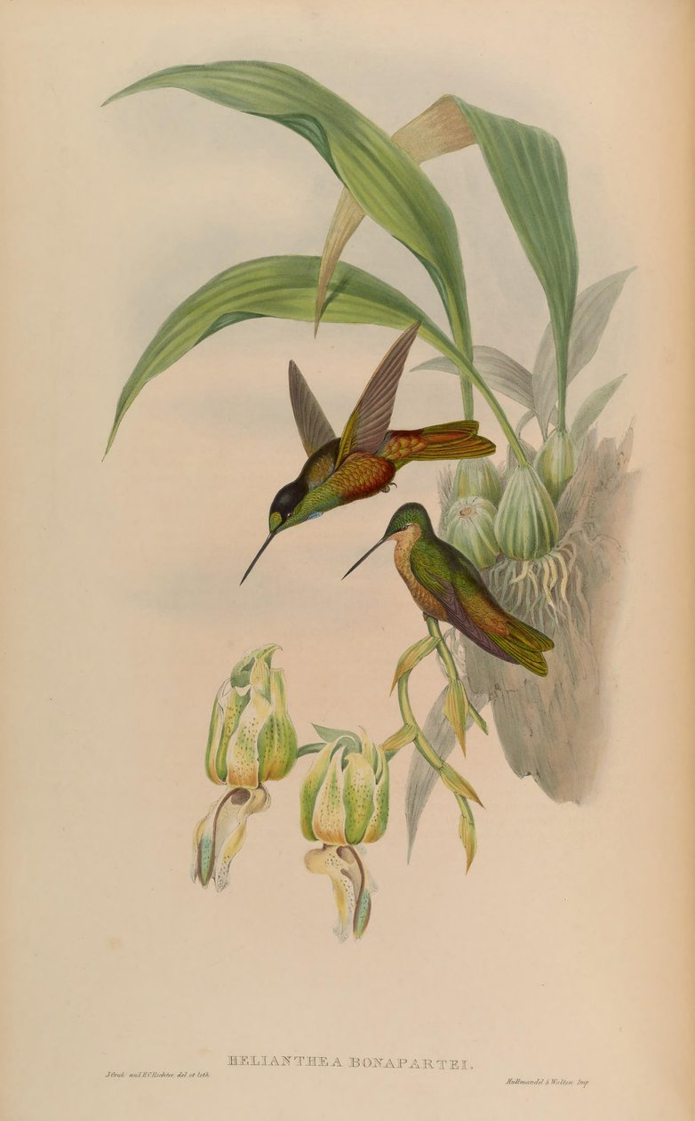 Helianthea bonapartei de John Gould