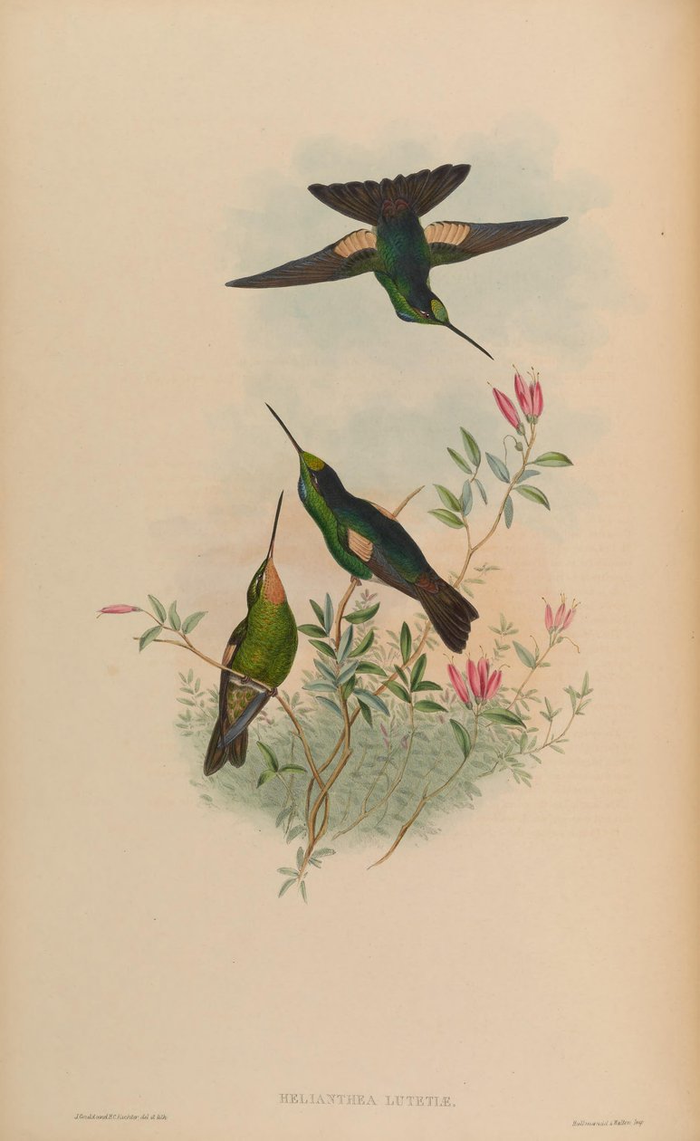 Helianthea em Paris = Paris Coeligena de John Gould