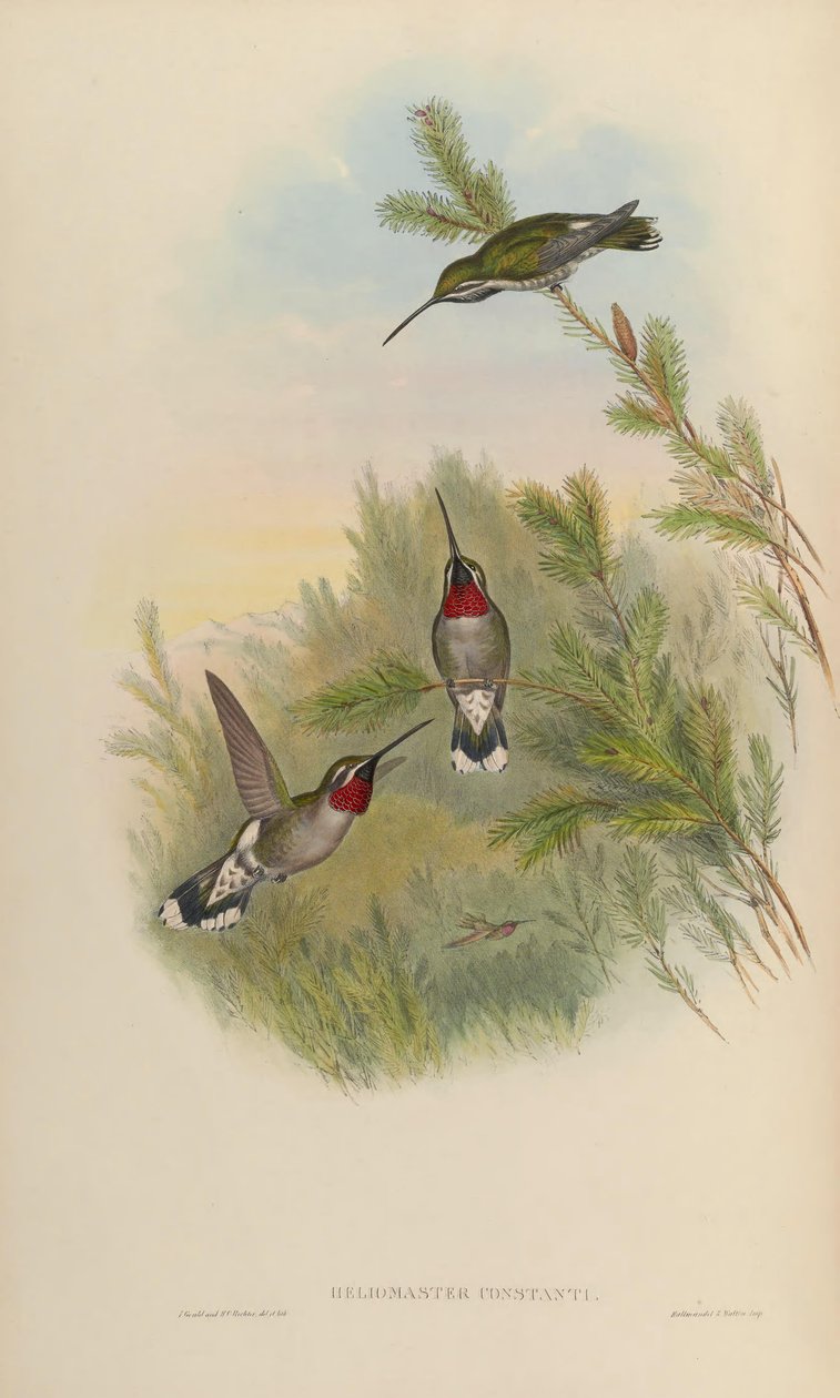 Heliomaster constantii de John Gould
