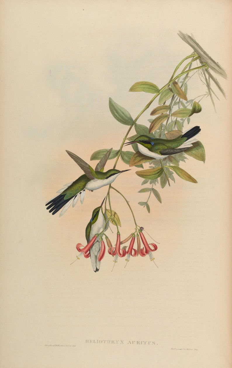 Heliothryx auritus de John Gould