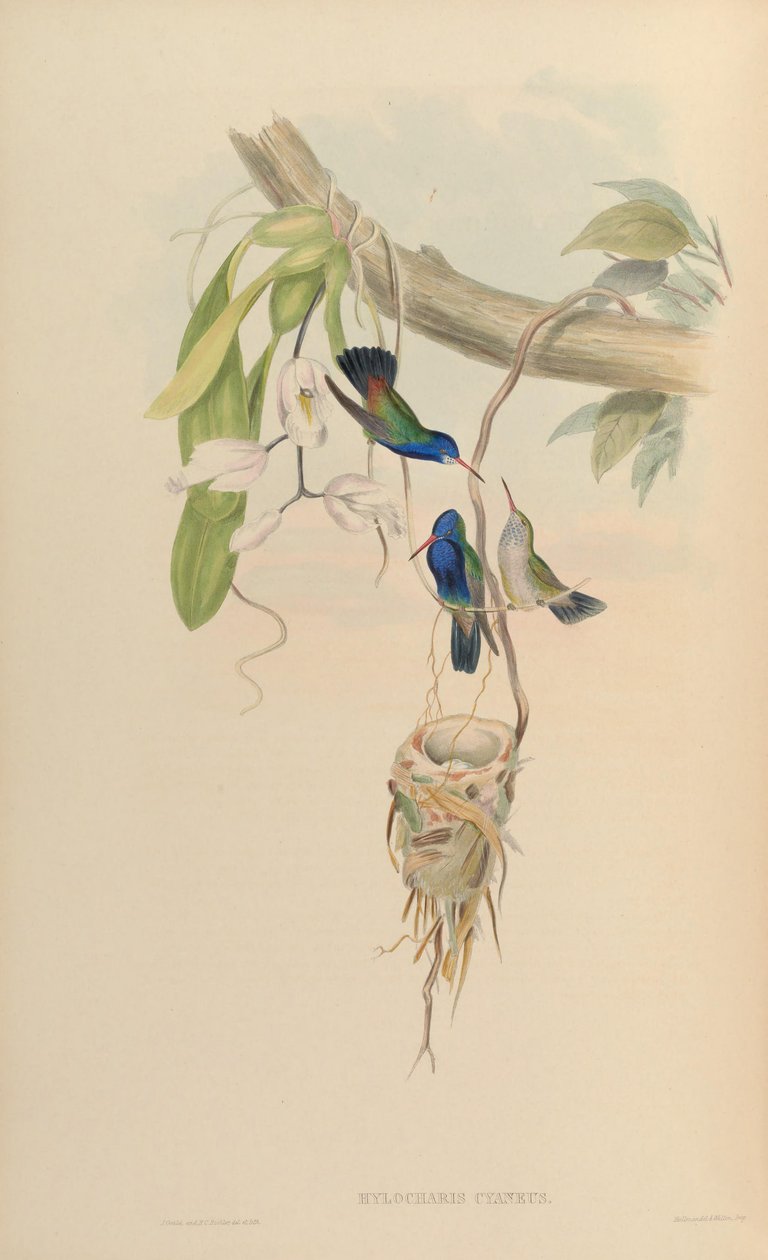 Hylocharis cyaneus de John Gould