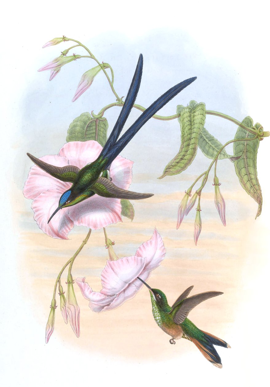 Hylonympha macrocerca de John Gould