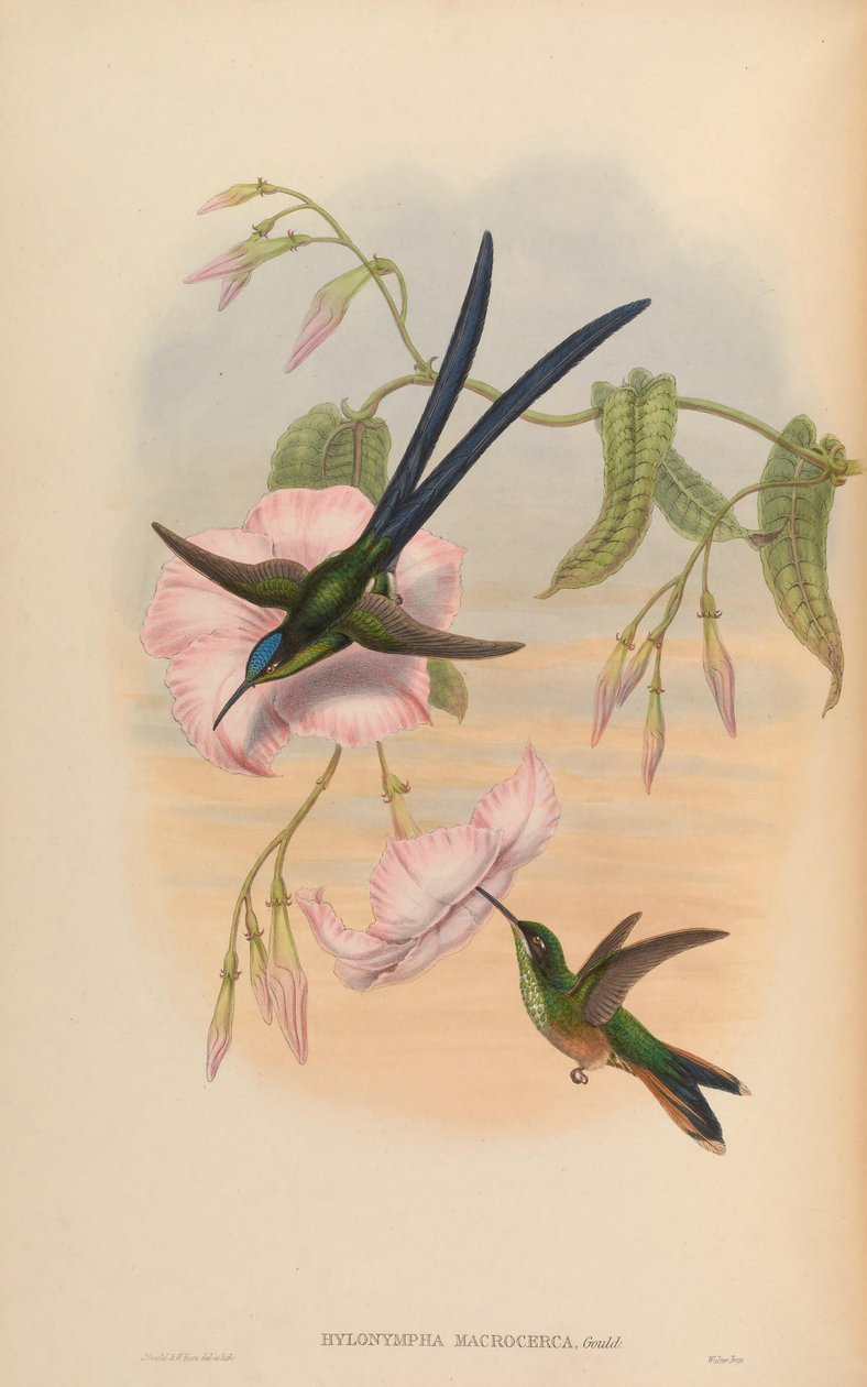 Hylonympha macrocerca de John Gould