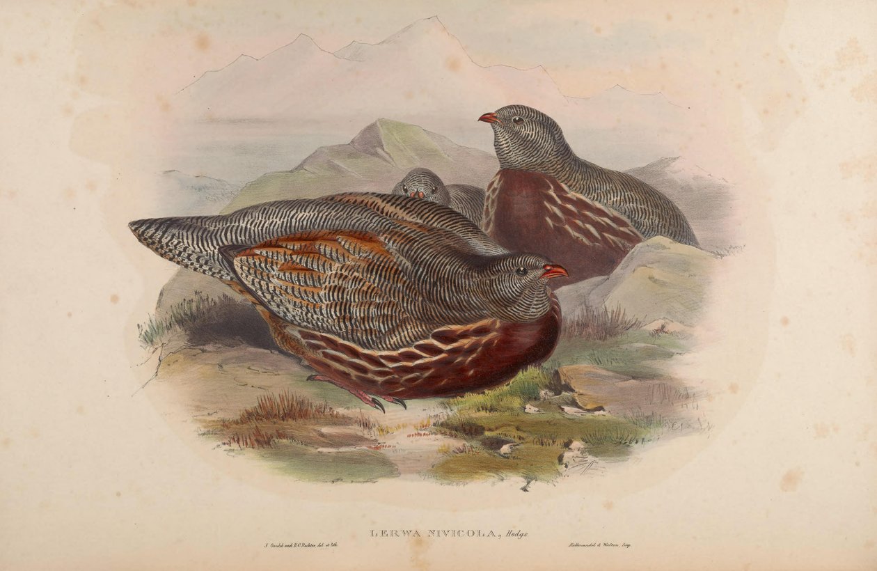 Rei dos Reis = Rei dos Reis de John Gould