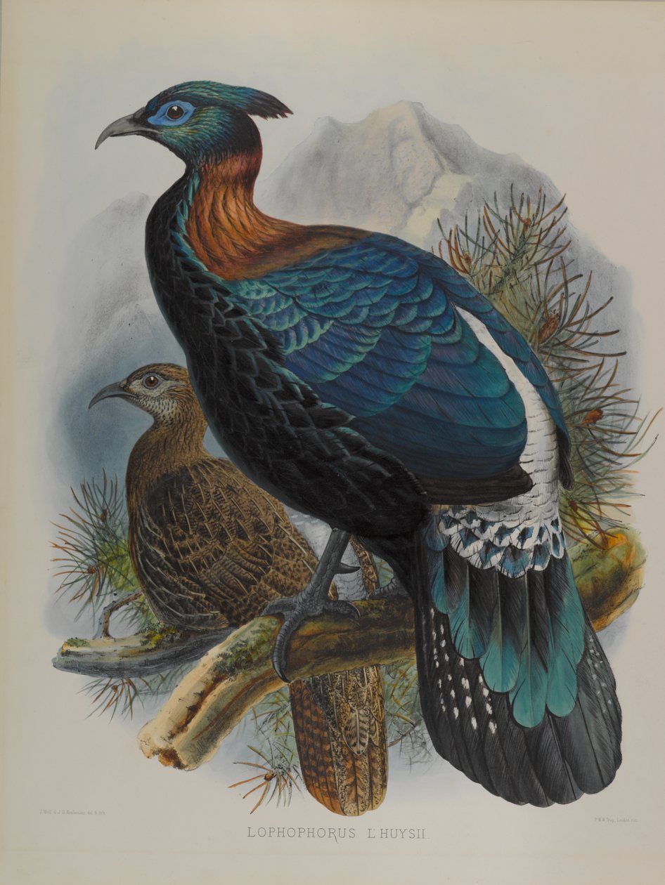 Lophophorus LHuysii de John Gould