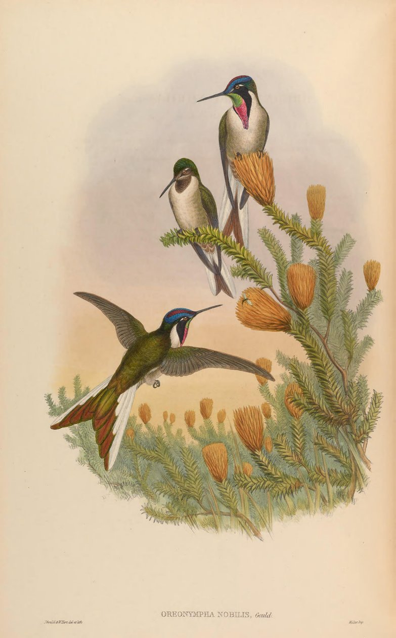 classificação Oreonympha de John Gould