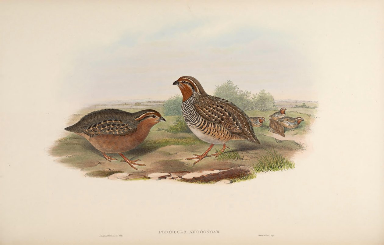 Perdicula argoondah de John Gould