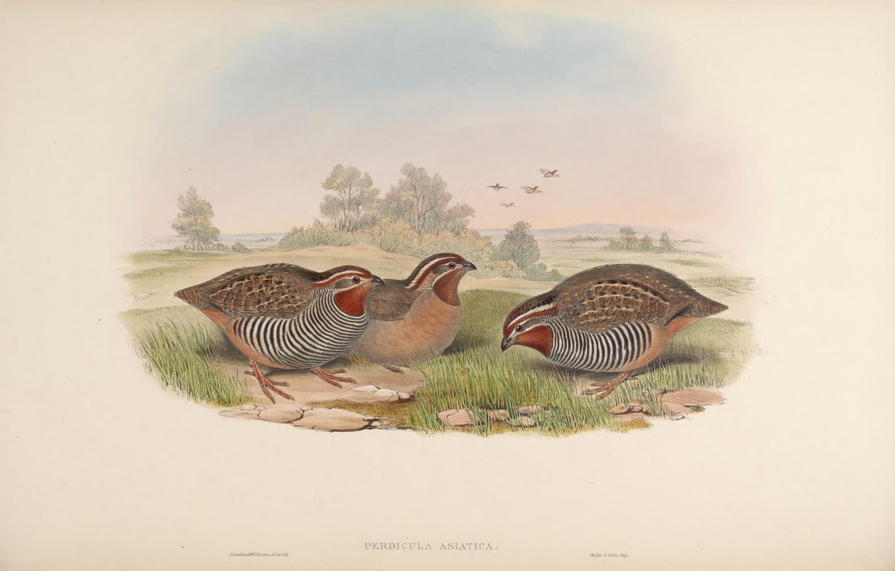 Peridula asiática de John Gould