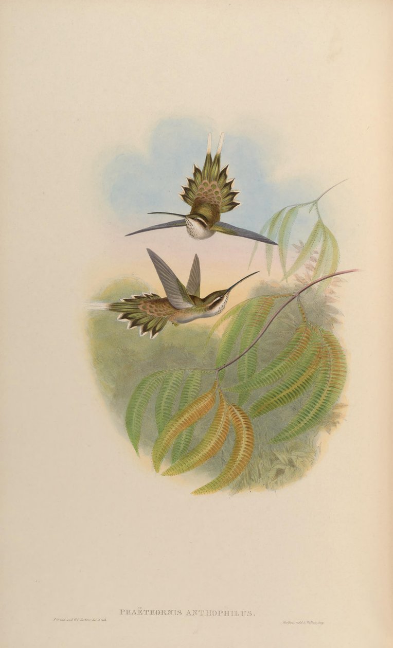 Phaethornis anthophilus de John Gould