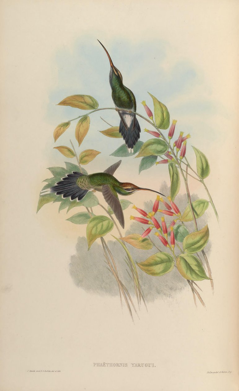 Phaethornis yaruqui de John Gould