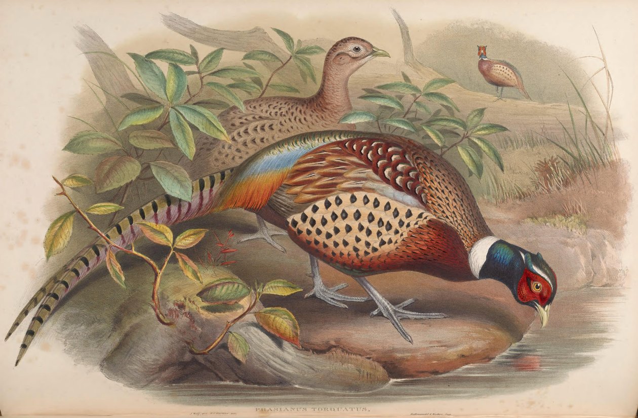 Phasianus torquatus = Phasianus colchicus de John Gould