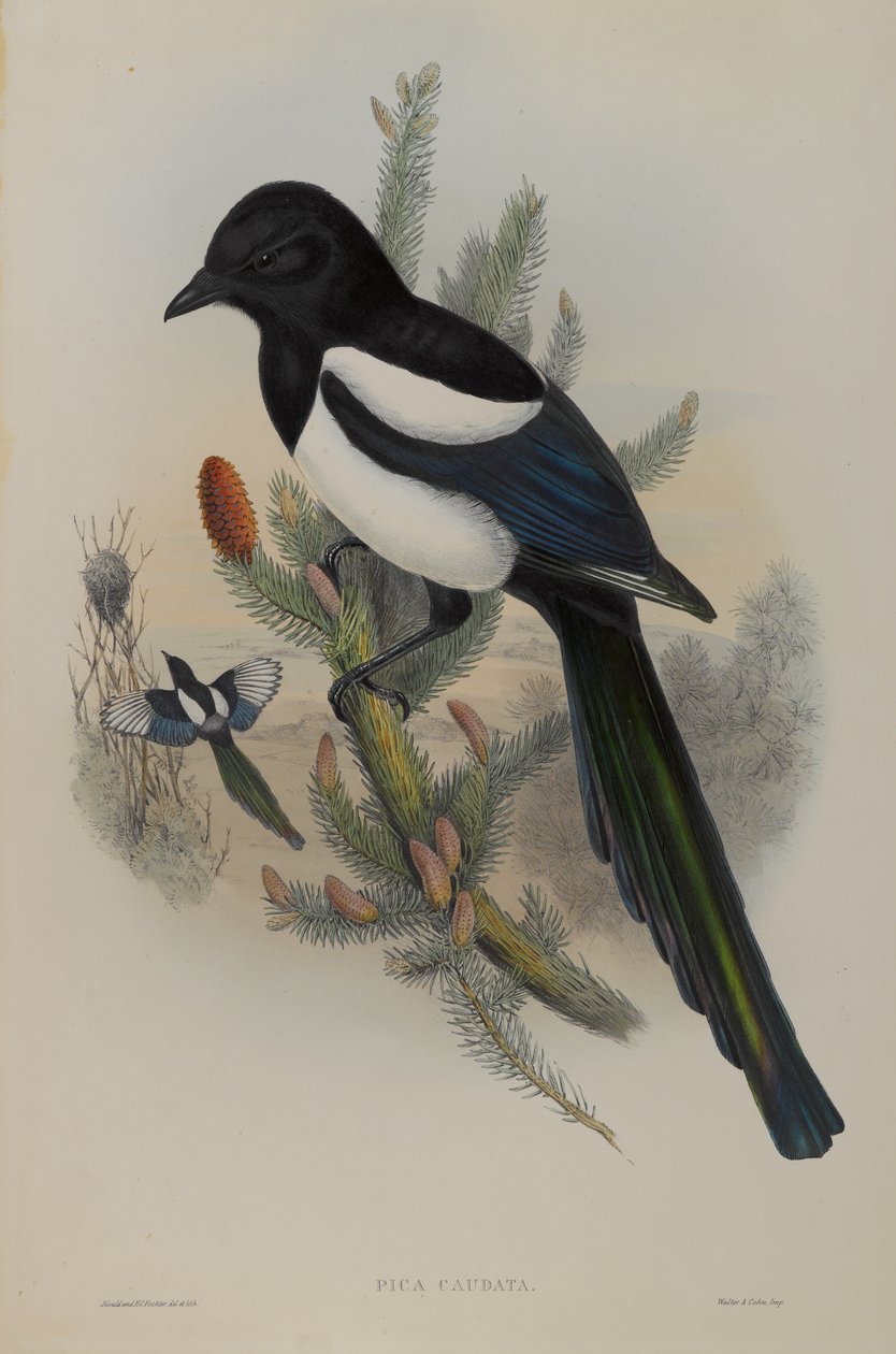 Pica Caudata - Magpie de John Gould