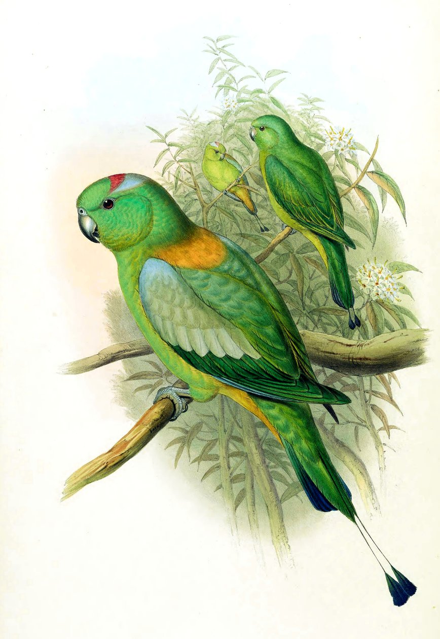 Prioniturus setarius = Prioniturus platurus de John Gould