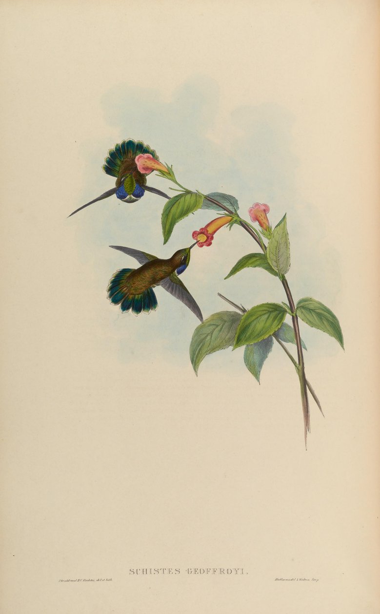 Schistes geoffroyi de John Gould