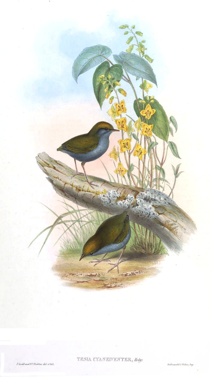 Tese cyaneiveiventer de John Gould