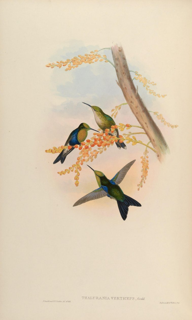 Thalurania verticeps = Thalurania fannyi verticeps [2] de John Gould