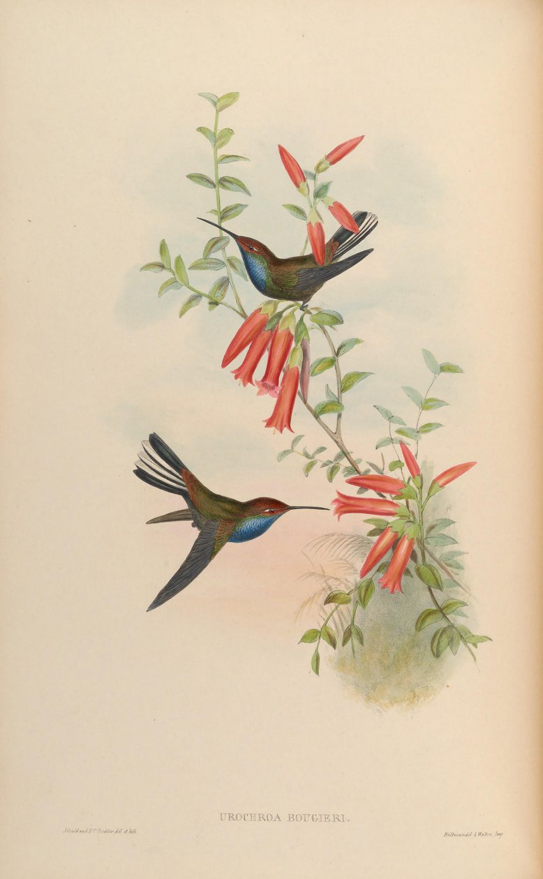 Urochroa Bougueri de John Gould