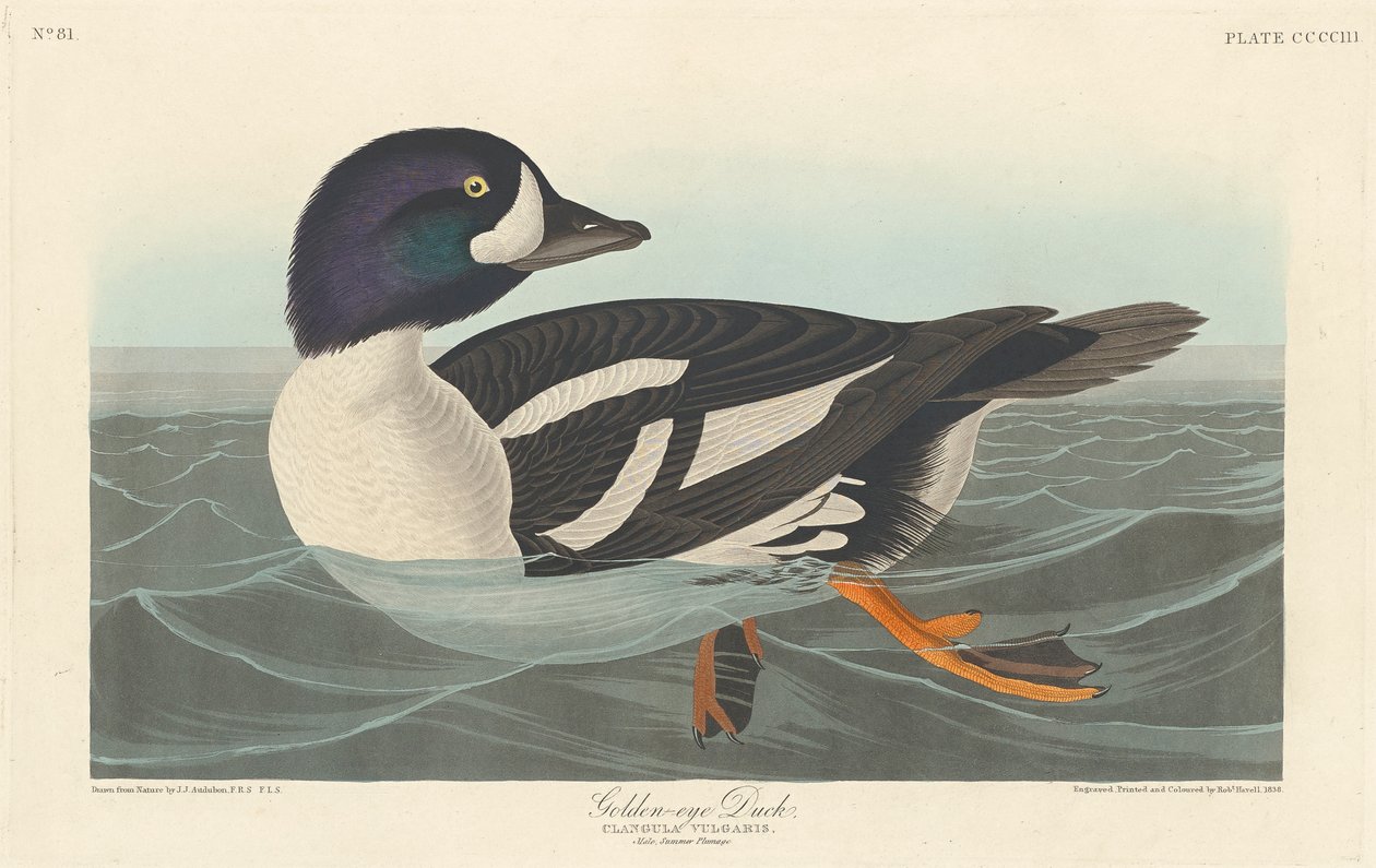 Pato Dourado, 1836 de John James Audubon