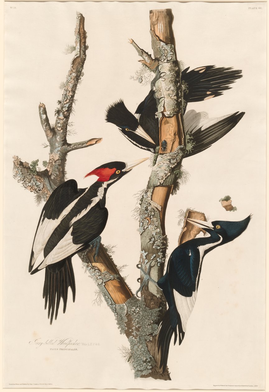 Pica-pau-de-bico-dourado, 1829 de John James Audubon
