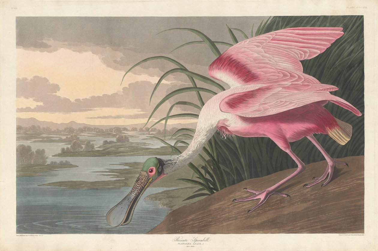 Colhereiro Rosado, 1836 de John James Audubon