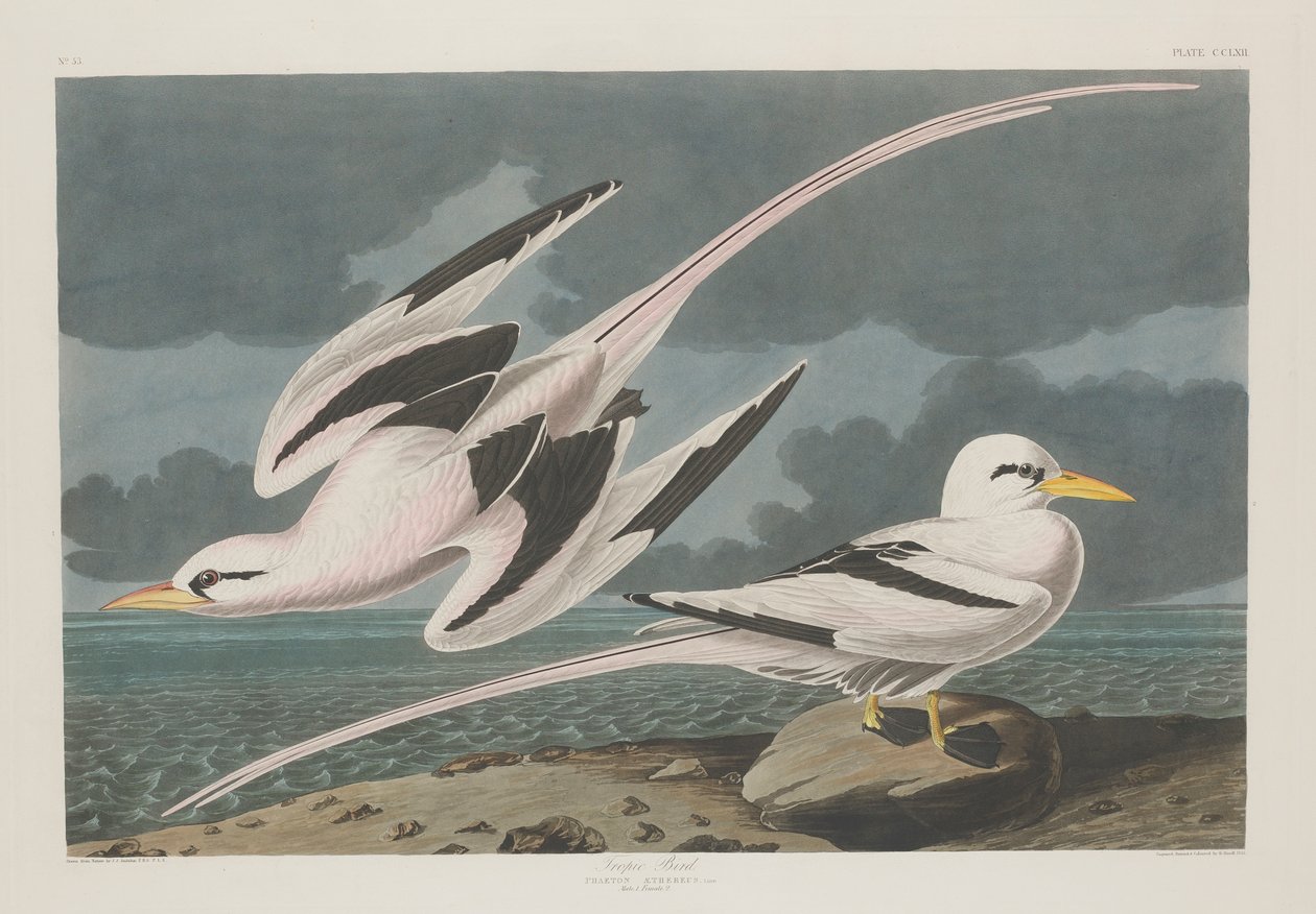 Pássaro Tropico, 1835 de John James Audubon