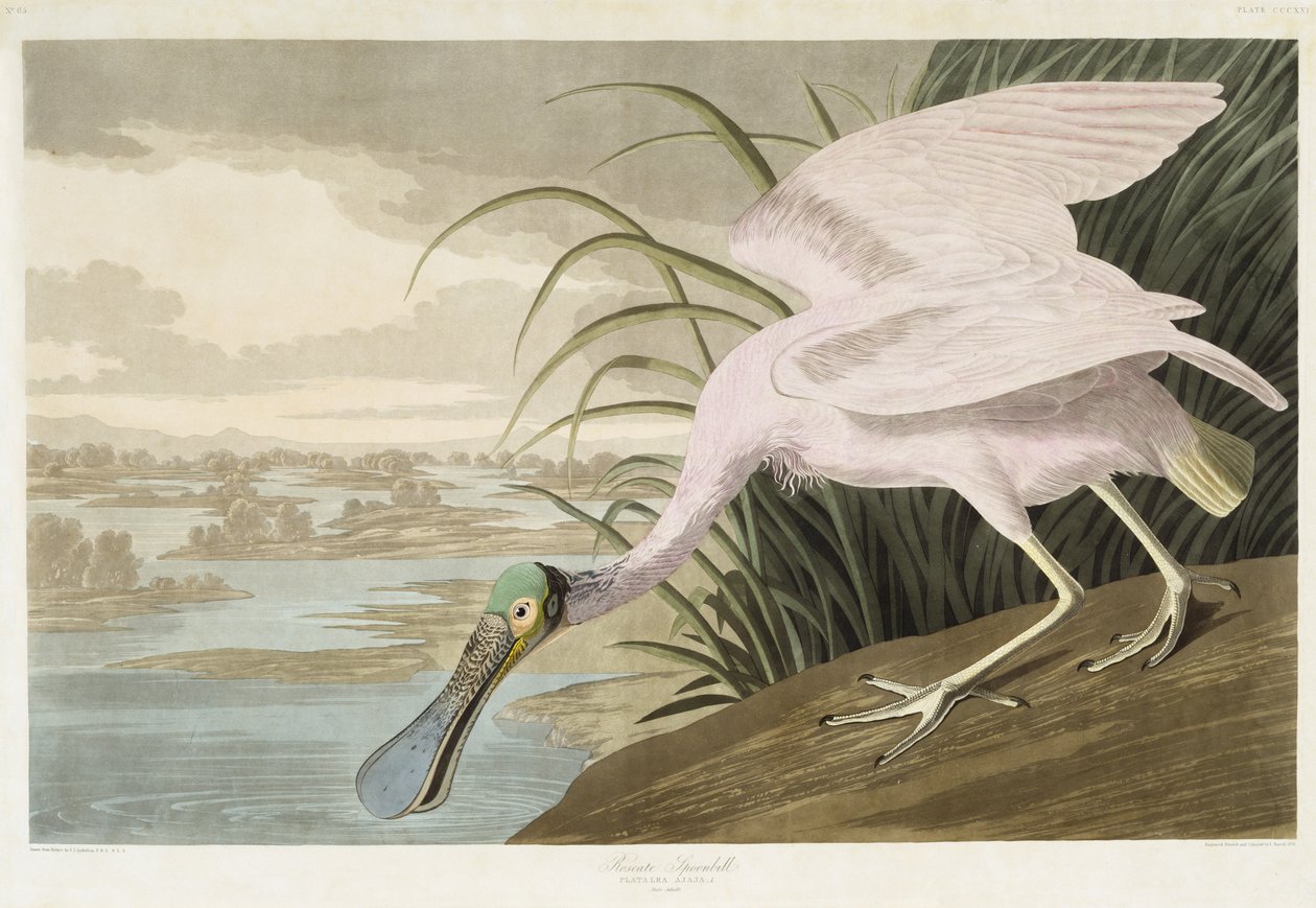 Colhereiro-rósea, 1836 (aquatinta colorida à mão em papel de capa) de John James after Audubon