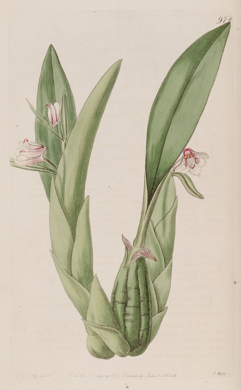 Ilustração de Eria rosea de John Lindley