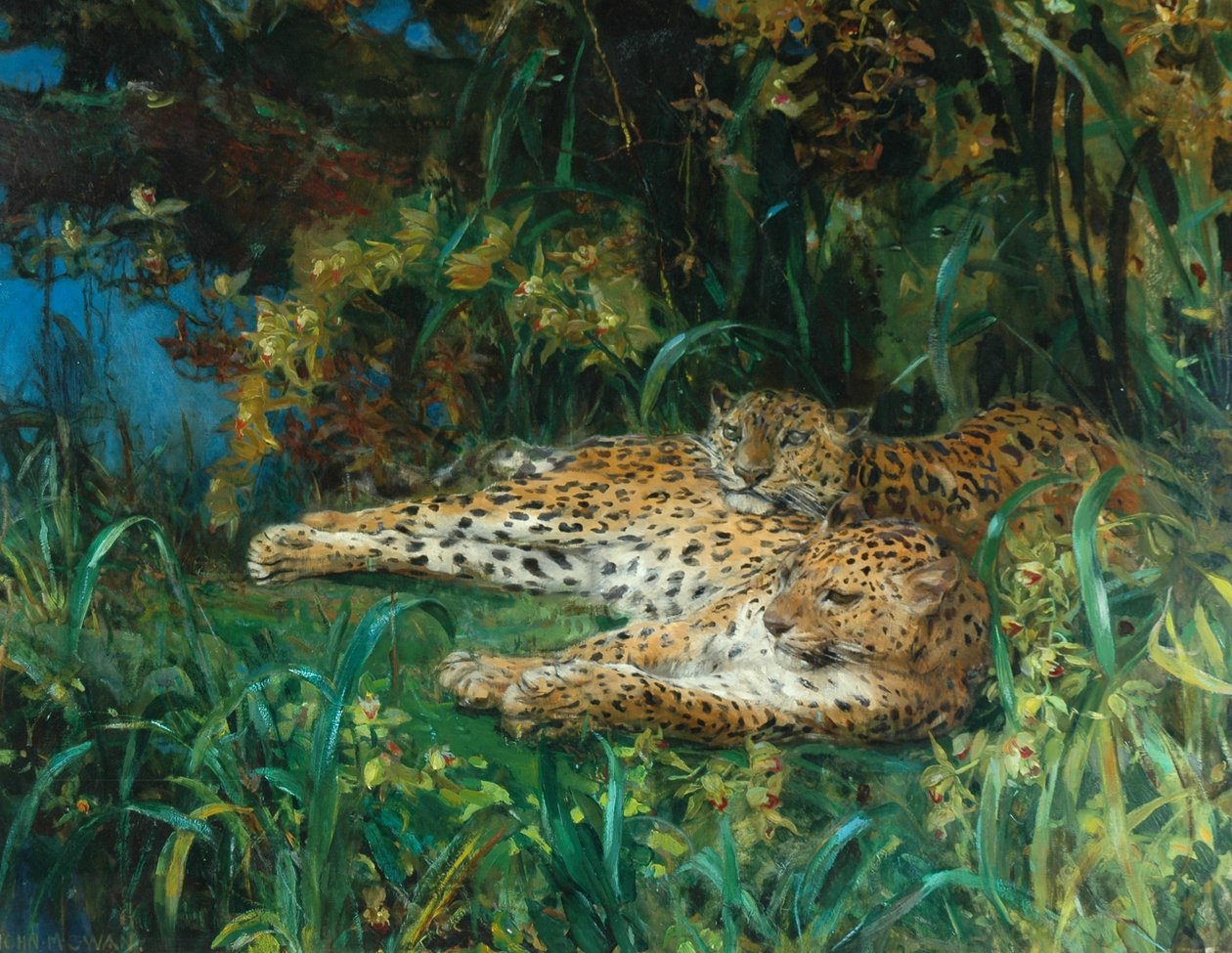 Leopardos indianos de John Macallan Swan