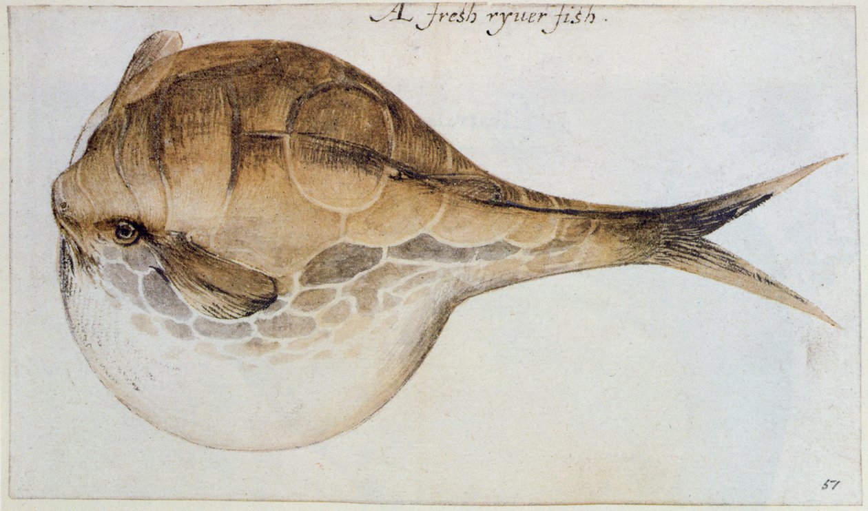 Puffer (litografia) de John White