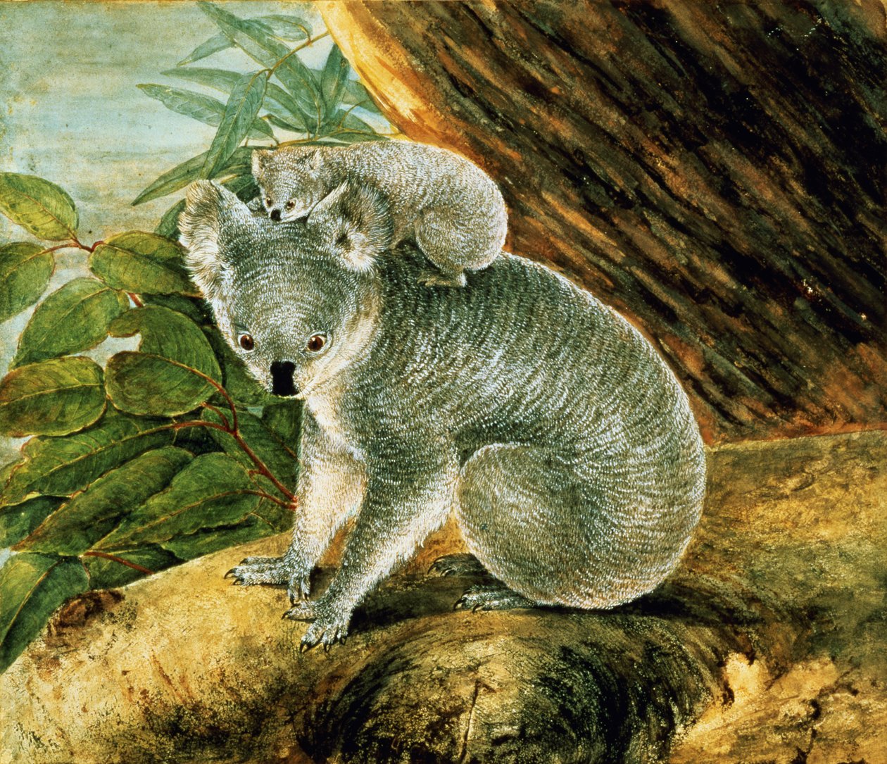 Coala e Jovem, 1803 de John William Lewin