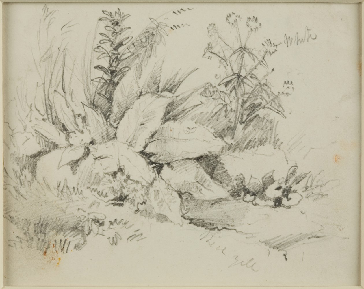 Estudo da natureza de John Wilson Carmichael