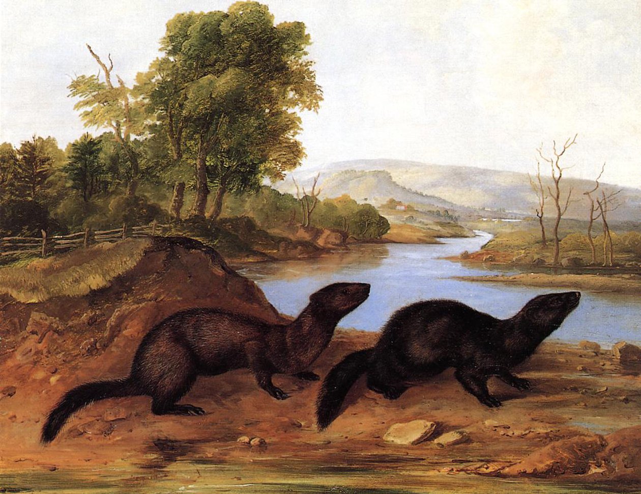 Minks, c.1848 de John Woodhouse Audubon